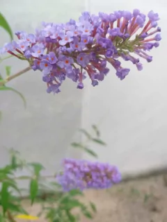 Buddleia Davidii - VallsGarden