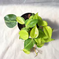 Cordatum Brasilero - VallsGarden