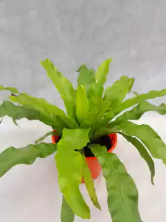 Asplenium Sapporo - VallsGarden