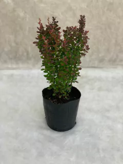 Berberis Red Pillar - tienda online