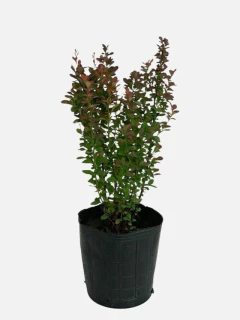 Berberis Red Pillar - comprar online