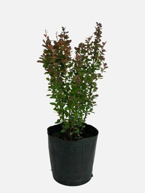 Berberis Red Pillar - comprar online