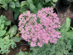 Sedum Spectabilis - VallsGarden