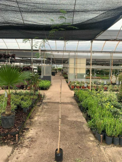 Acacia Visco en internet