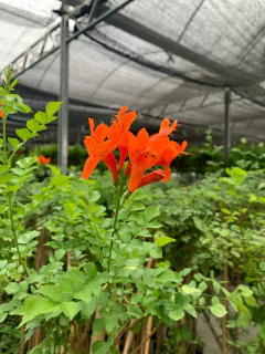 Tecomaria Capensis en internet