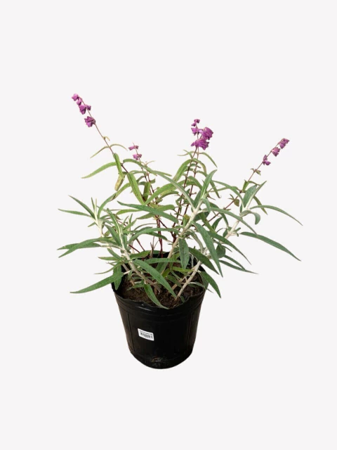 Salvia Leucanta - comprar online