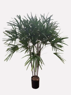 Raffis - VallsGarden