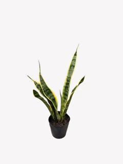 Sansevieria - comprar online