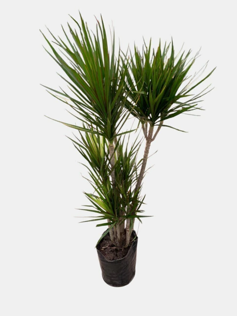 Dracena Marginata - comprar online