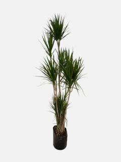 Dracena Marginata en internet