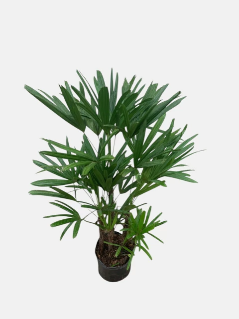 Raffis - comprar online