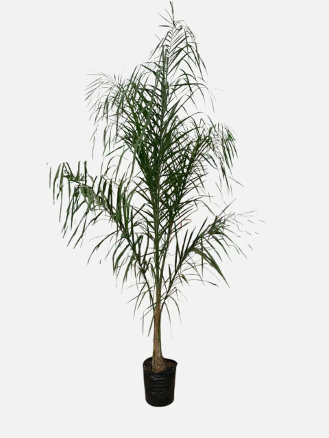 Pindo - comprar online