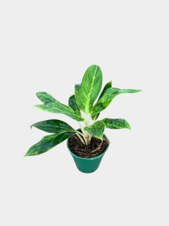 Aglonema Siam - VallsGarden