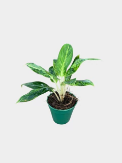 Aglonema Siam en internet