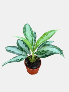 Aglonema Freedman - comprar online