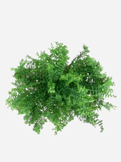 Helecho Fishtail - comprar online