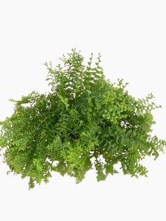 Helecho Fishtail en internet