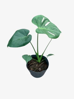 Monstera - VallsGarden