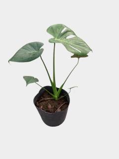 Monstera - tienda online