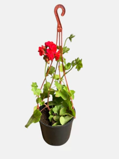 Geranio Hiedra - VallsGarden