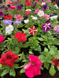 Petunia - VallsGarden