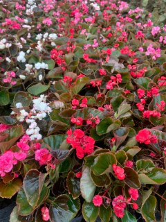 Nacar Doble en internet