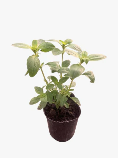 Albahaca Perenne - VallsGarden