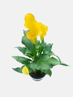 Cala Color - comprar online