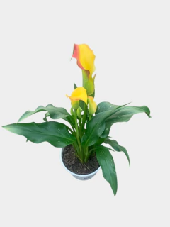 Cala Color en internet