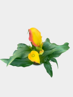 Cala Color - tienda online