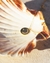 Imagen de COLLAR ORION