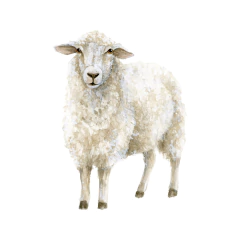 16 unidades - Tarjetita Nacimiento. Bautismo. Comunión