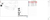 Emblema Azul Grade Palio 2004 2005 2006 2007 08 09 Original 51718648 - comprar online