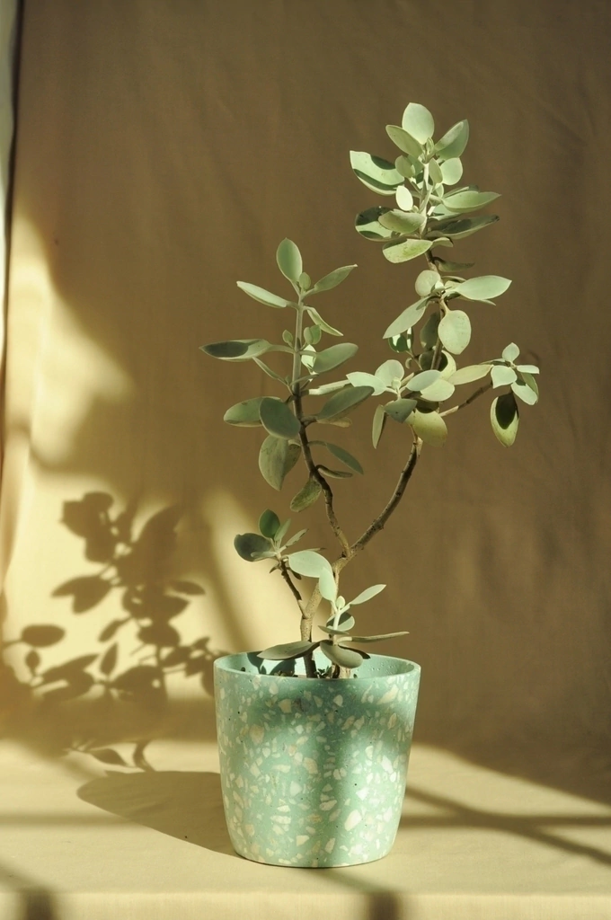 Maceta grande Melianthus