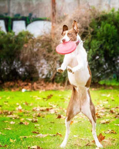 DEPORTE| Online o presencial en internet