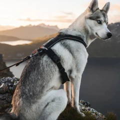 Pretal Non-stop -Azul - Patita Patita Adiestramiento