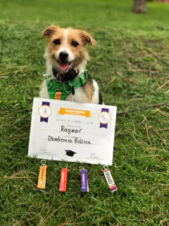 Educación | Presencial u online 1er mes en internet