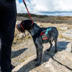Bolsito de Recoleccion KONG en internet