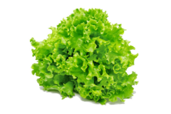 Lechuga de hoja orgánica x 5 atados