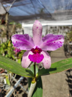 Amethystoglossa flamea 'N°1' x 'Borrada' - comprar online