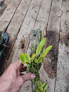 Laelia sincorana - comprar online