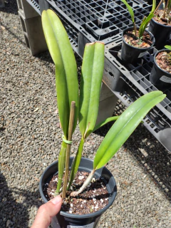 Percivaliana rubra marmorata 'Remolacha' (Original) - Orquidário Bona Flora