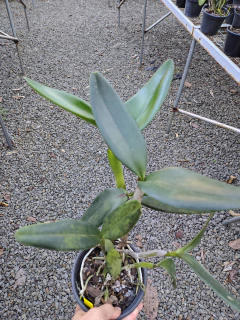 Blc. Waikiki Gold na internet