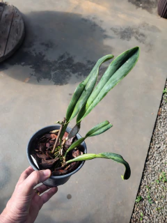 Divisão - Percivaliana coerulea - Orquidário Bona Flora