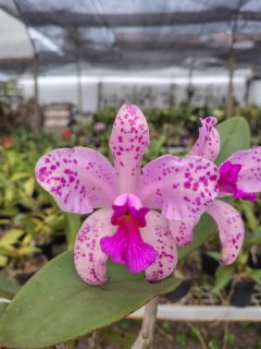 Amethystoglossa tipo