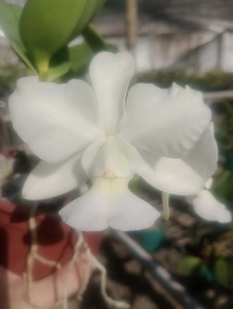 Walkeriana albescens (semi alba 'Italiana') x albescens 'Minotauro' - comprar online