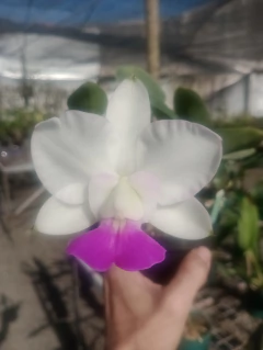 Divisão - Walkeriana semi alba 'Italiana' x albescens 'Minotauro' - comprar online