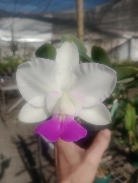 Divisão - Walkeriana semi alba 'Italiana' x albescens 'Minotauro' - comprar online