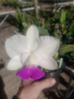 Divisão - Walkeriana semi alba 'Italiana' x albescens 'Minotauro' na internet