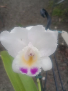 Quadricolor - comprar online